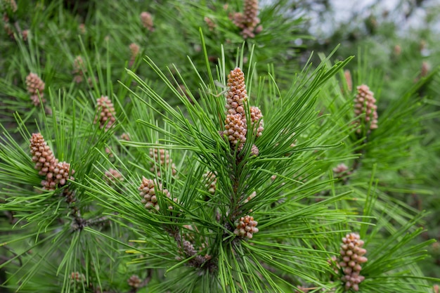 Pino silvestre pinus sylvestris en sochi dendrarium primer plano de conos