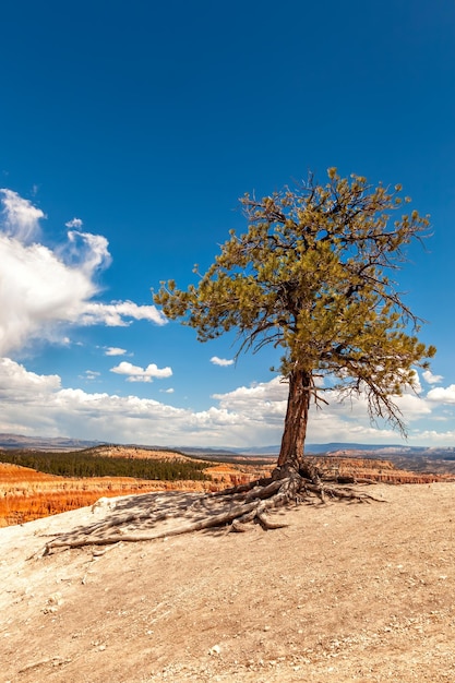 Pino solitario en el Parque Nacional Bryce Canyon EE.UU.