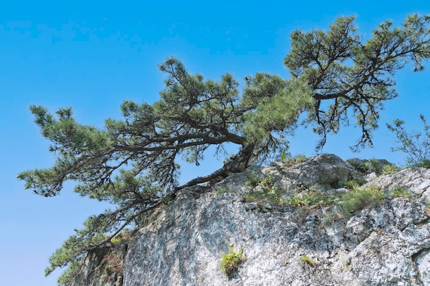 Un pino solitario que crece en las piedras grises de las rocas de Crimea