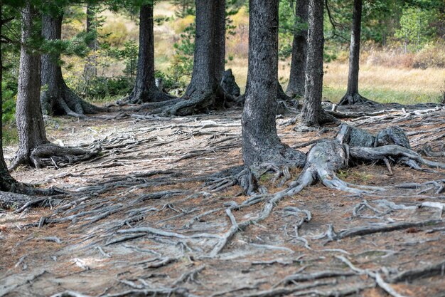 Pino y sus largas raíces en un acantilado en el bosque en Finlandia en otoño.