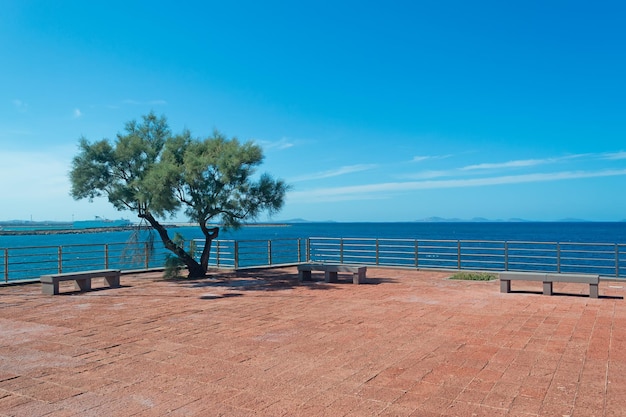 Pino en una terraza junto al mar