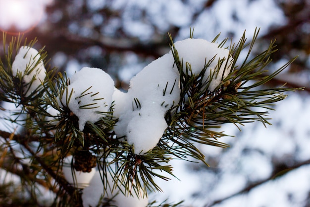 Pino verde en un bosque nevado bajo la luz del sol