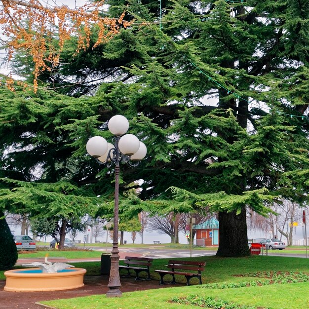 Pino verde en un parque en Evian-les-Bains en Francia