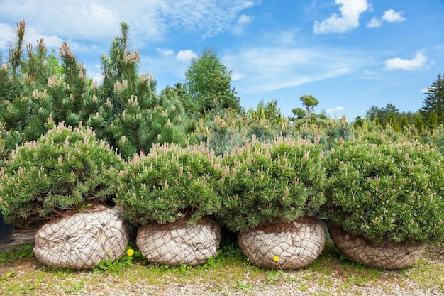 Pino en vivero de árboles