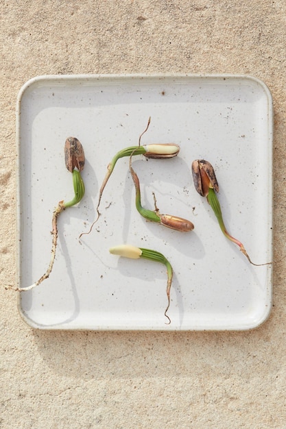 Foto piñones brotados en placa de cerámica como esperma