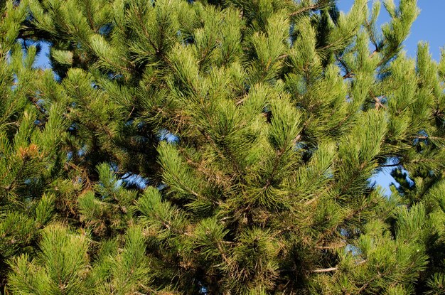 Pinos con agujas verdes