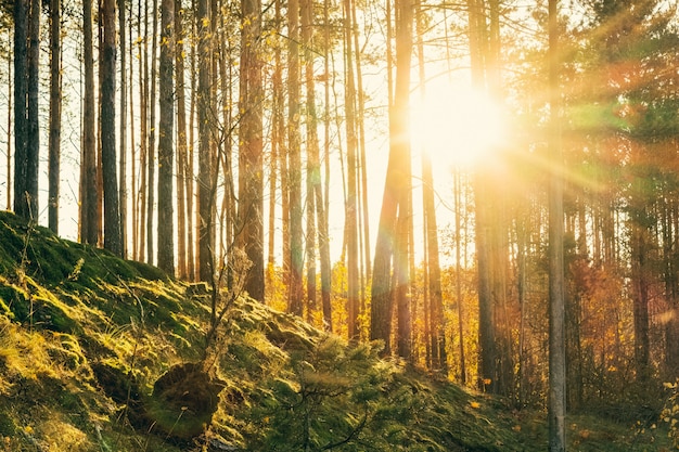 Pinos al atardecer en otoño en el bosque