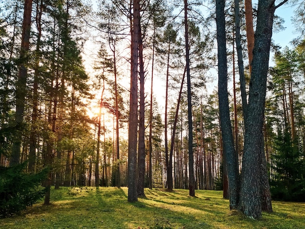 Pinos altos al atardecer Bosque de coníferas en el paisaje natural del sol