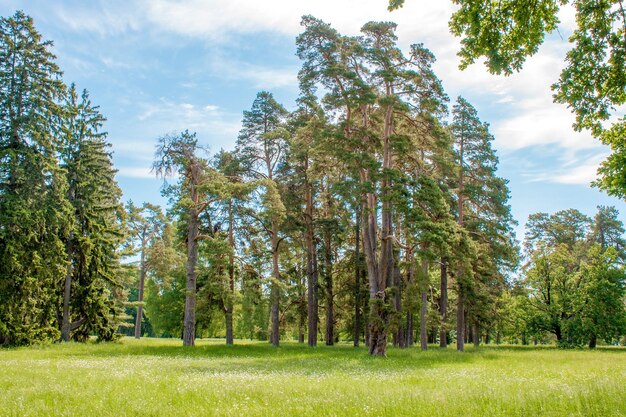 Pinos altos en un claro en el arboreto