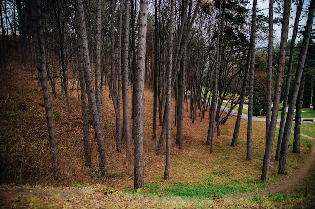 Pinos altos en el parque en otoño Bosque o bosque de coníferas