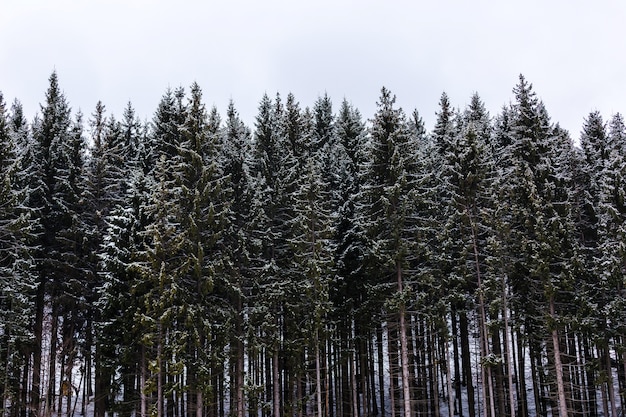 Pinos altos y verdes en la nieve de las montañas, vista frontal, paisaje invernal.