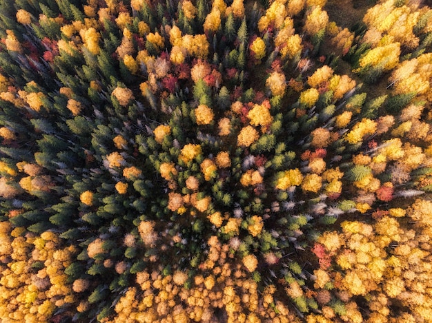 Pinos, árboles otoñales de fondo desde lejos.