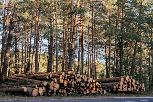 Pinos aserrados, apilados en montones cerca de la carretera asfaltada con el telón de fondo del bosque, la tala para la producción