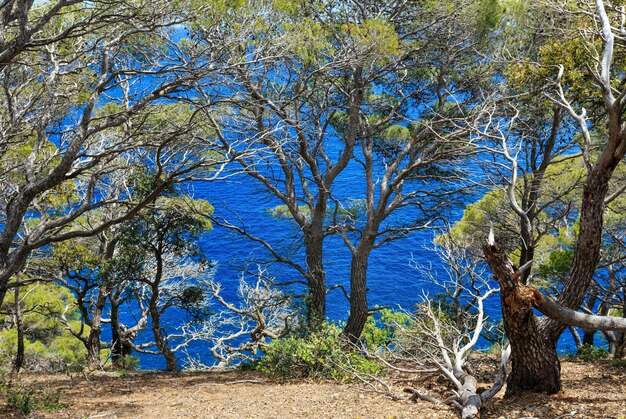 Pinos en el borde del acantilado sobre el mar.