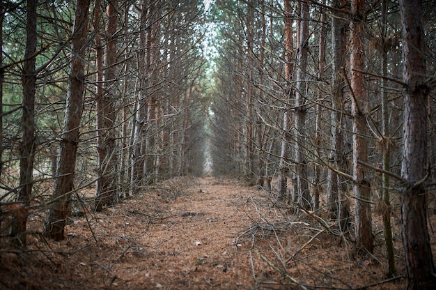 Pinos en el bosque, altos troncos desnudos.