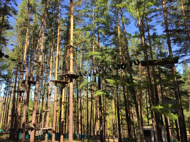 Foto pinos en el bosque árboles en el bosque en un día soleado parque de cuerdas en el bosque