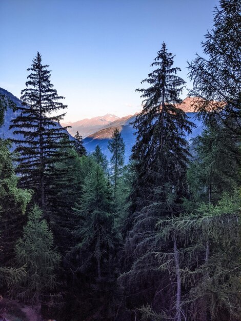 Foto pinos en el bosque contra el cielo al atardecer