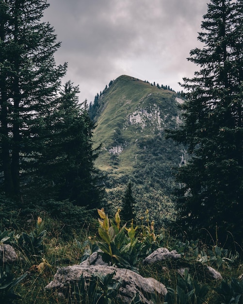 Pinos en el bosque contra el cielo