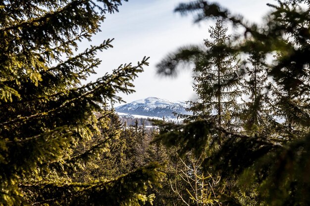 Foto pinos en el bosque contra el cielo