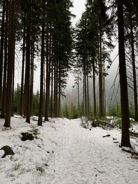 Foto pinos en el bosque durante el invierno