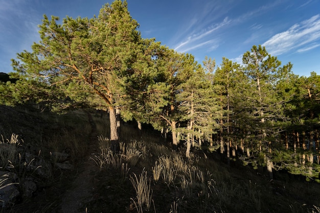 Pinos, bosque de montaña, concepto de viaje