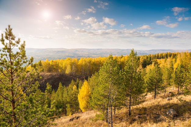 Pinos en el bosque en las montañas. Paisaje de otoño