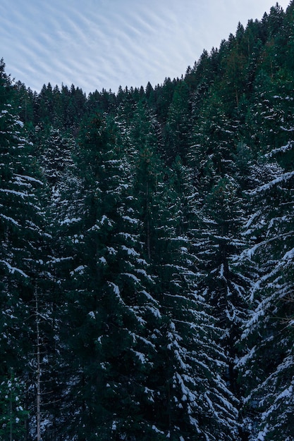 Pinos en un bosque de nieve