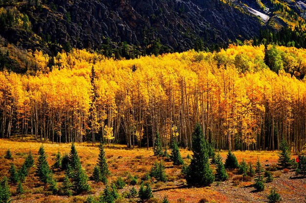 Pinos en el bosque durante el otoño