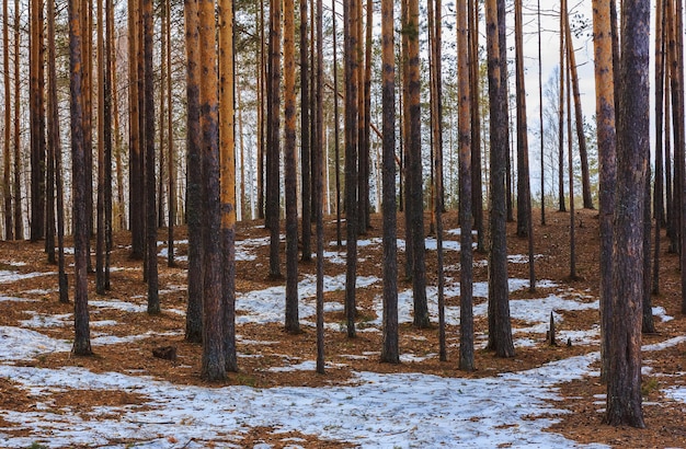 Pinos en el bosque de primavera