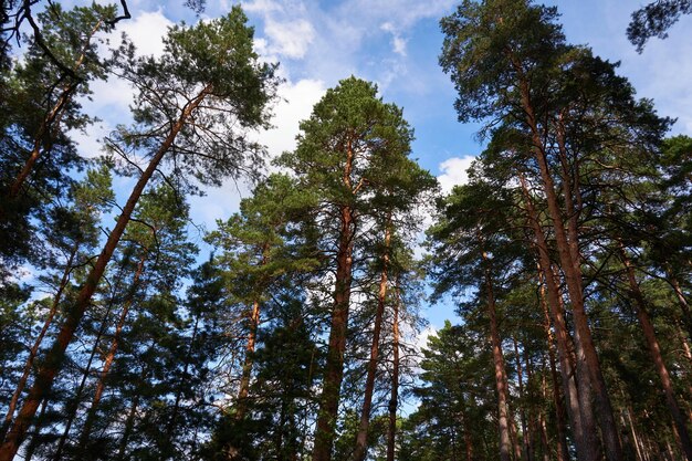 Pinos en el bosque sobre un fondo de cielo azul