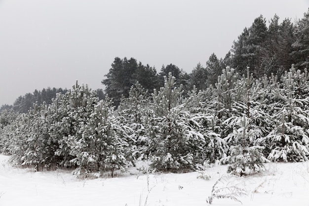 Pinos en el bosque en tiempo nublado, cielo gris e invierno, nieve después de las nevadas