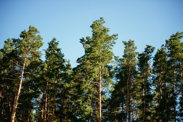 Pinos en el bosque verano otoño naturaleza al aire libre