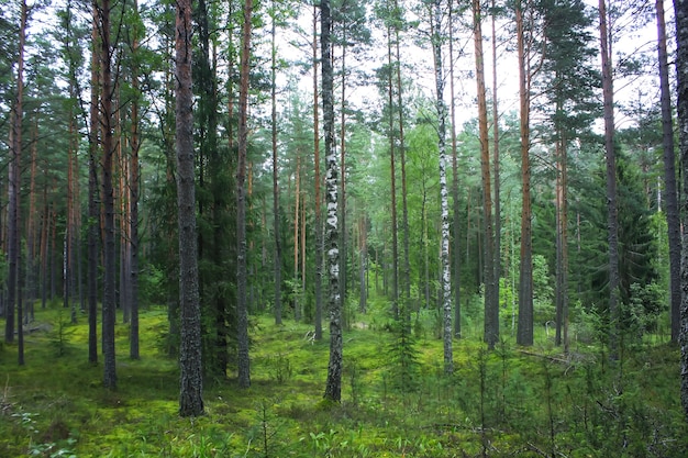 Pinos en el bosque de verano.