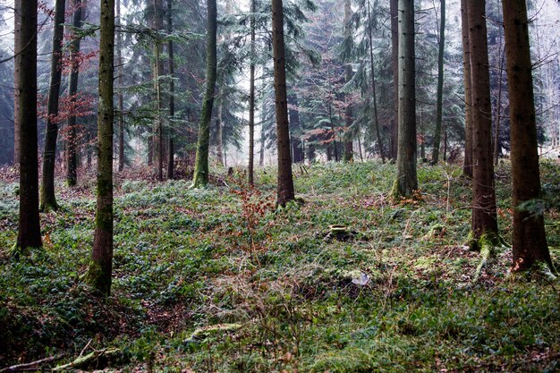 Pinos en el bosque