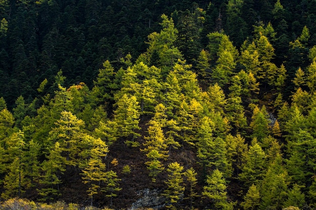 Foto pinos en el bosque