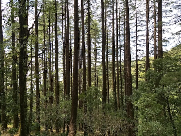 Foto pinos en el bosque