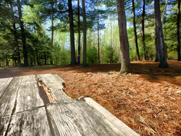 Foto pinos en el bosque