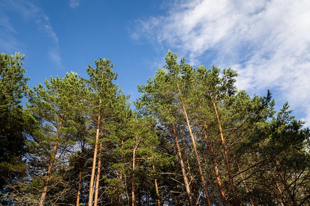 Pinos en el bosque