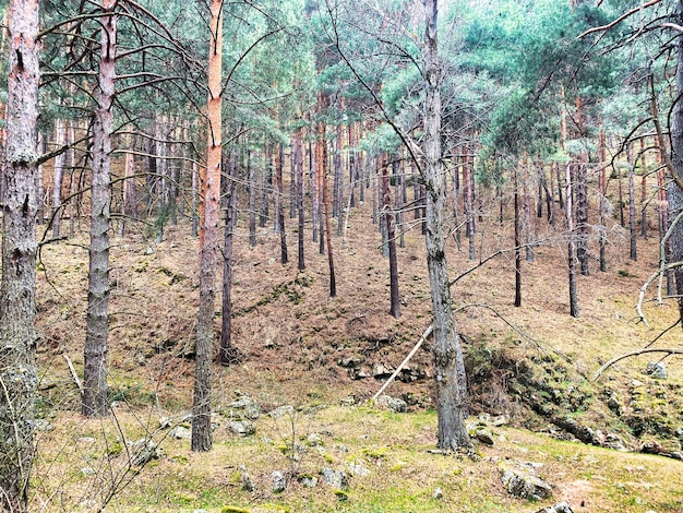 Foto pinos en el bosque