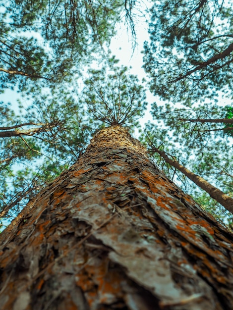 Foto pinos en el bosque.