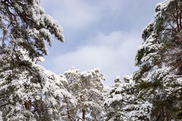 Pinos brillantes en la nieve con cielo nublado oscuro en el fondo