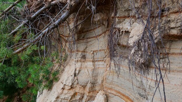 Pinos caídos al borde de un acantilado de arcilla arenosa después de un deslizamiento de tierra