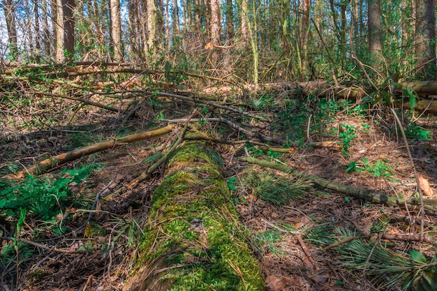 Pinos caídos en el suelo del bosque, decayendo lentamente y volviendo al círculo de la vida.