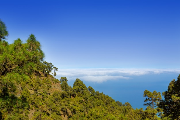 Pinos Canarios La Palma en Caldera De Taburiente