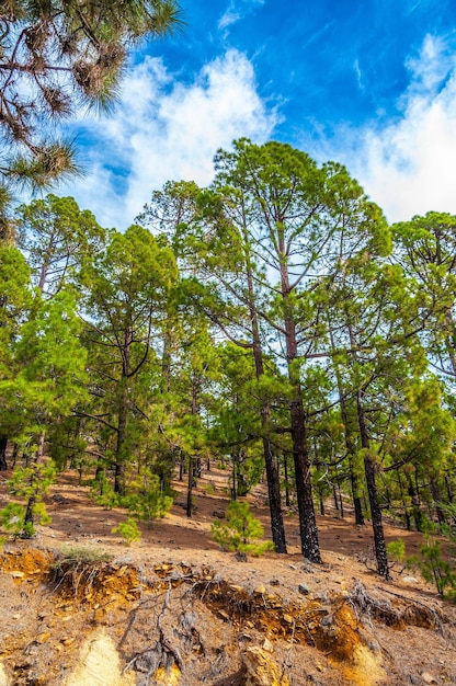 Pinos canarios pinus canariensis en la Corona Forestal Nature