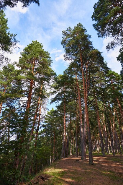 Pinos contra el cielo azul en el bosque