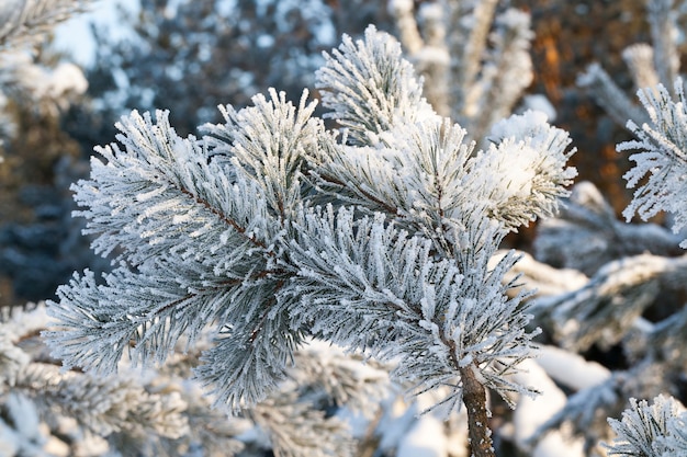 Pinos cubiertos de escarcha y cristales de hielo, Temporada de invierno, Foto en primer plano