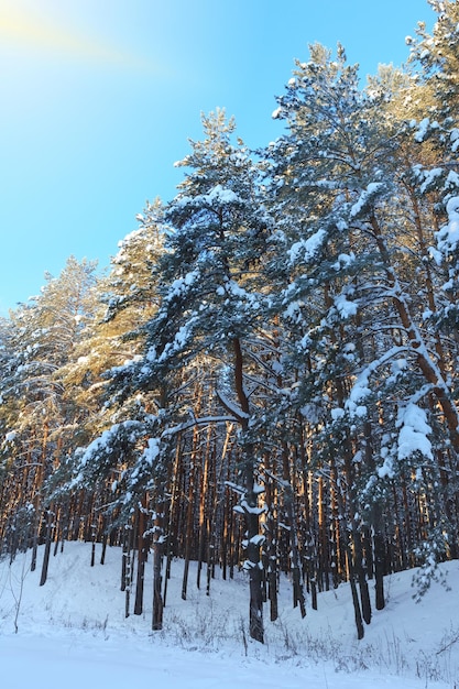 Pinos cubiertos de nieve en el bosque en un día soleado