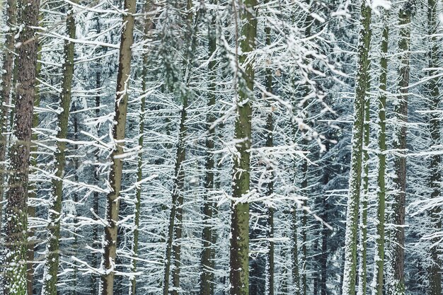 Pinos cubiertos de nieve en un bosque de madera de fondo de invierno