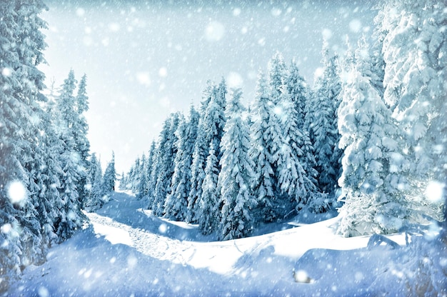 Pinos cubiertos de nieve en el bosque